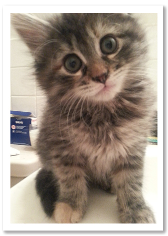 Tabby MH copy.jpg