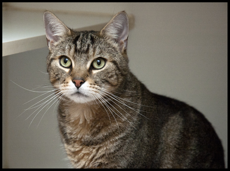 Tabby Sweetie.jpg