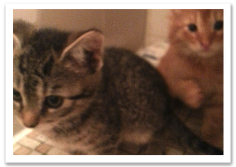 Tabby and Orange copy.jpg