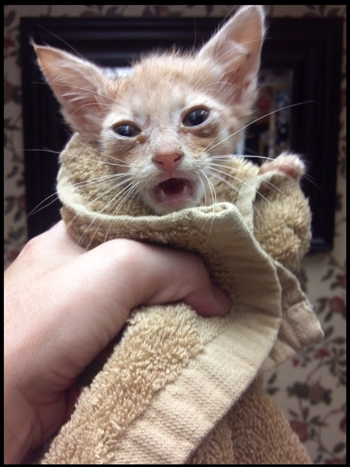 Tater crying after bath.jpg