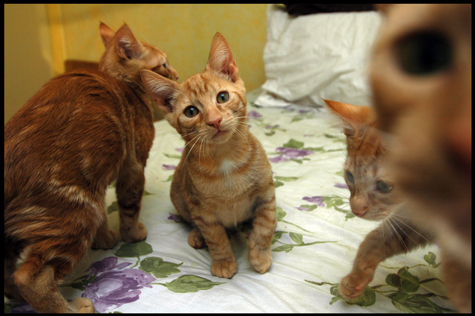 Teddy Wonders about Being Adopted.jpg