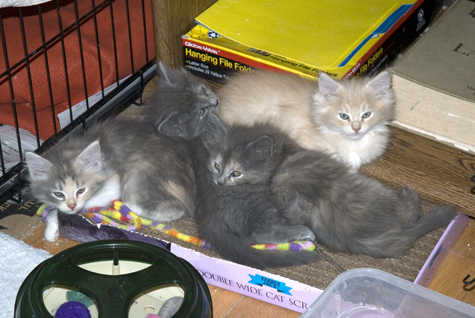 The Babies.jpg