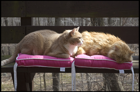 The First Time on the Deck in 2009.jpg