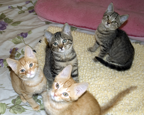 The Gang 02.jpg
