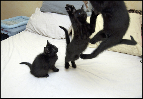 Three stages of attack.jpg