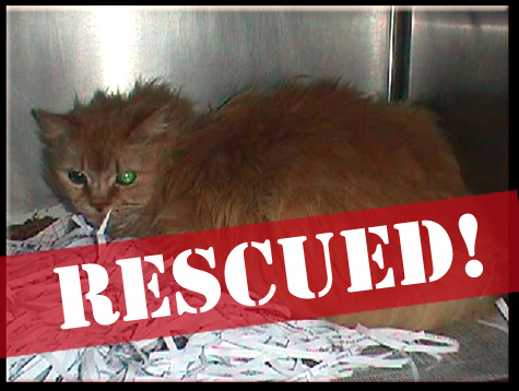 Tiger 1_rescued.jpg