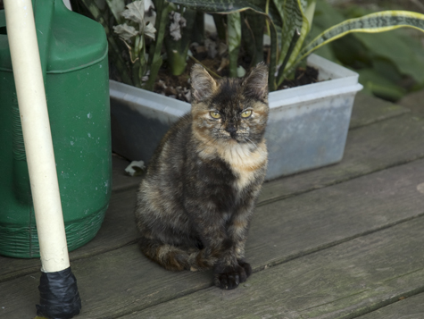 Topaz on the Deck.jpg