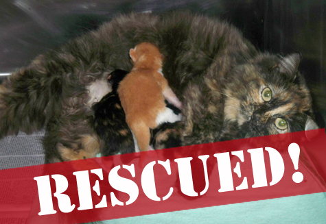 Tortie when newborn rez.jpg