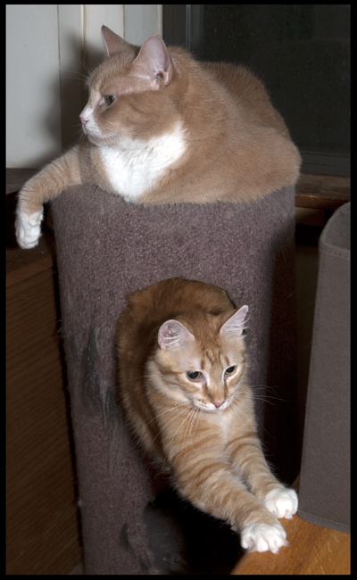 Tower of Mac and Nick.jpg