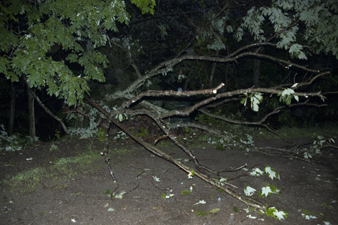 Tree Chopped.jpg