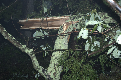 Tree Down 2.jpg