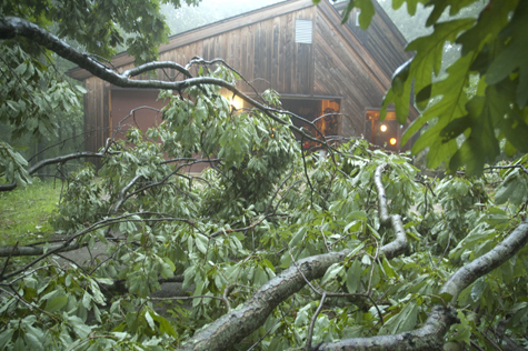 Tree Down Fun.jpg