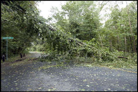 Tree down on Rte 34.jpg