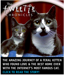 Tweetie banner