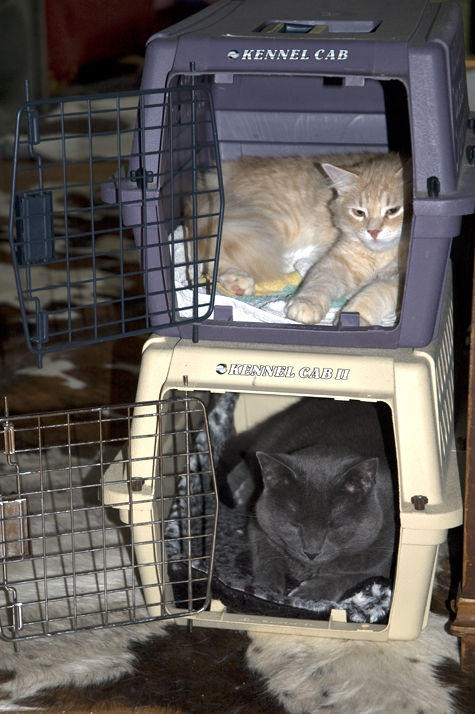Two Story Cat House.jpg