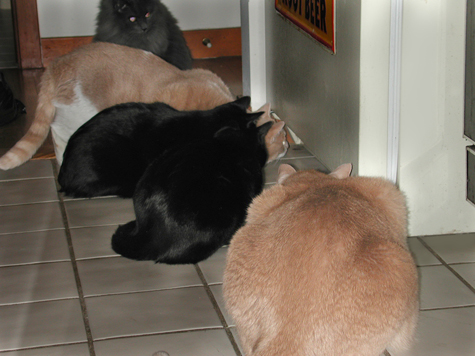 Under the Fridge copy.jpg
