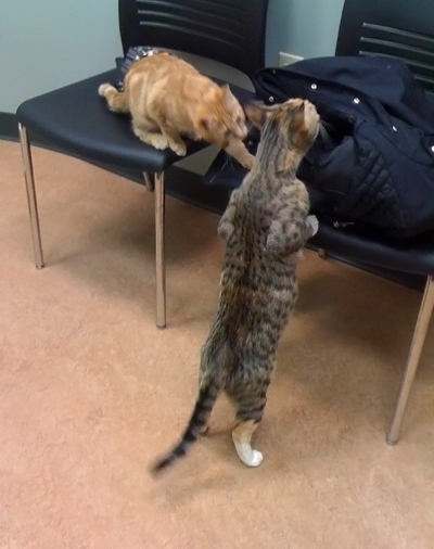 Vet with Mazie.jpg