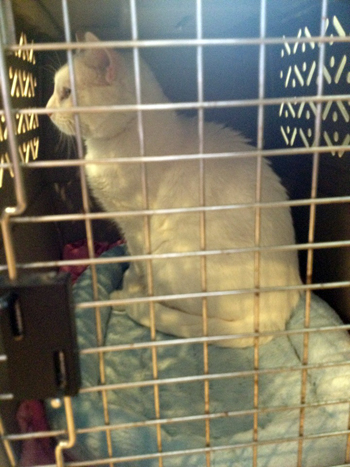 Waiting in crate.jpg