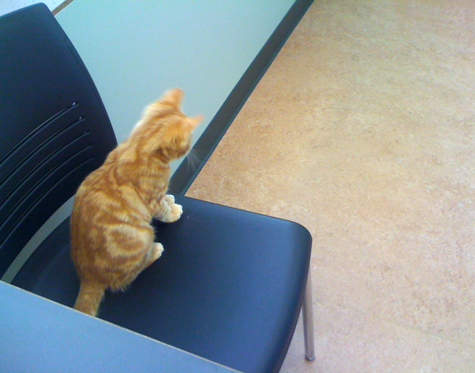 Waiting to Pounce.jpg