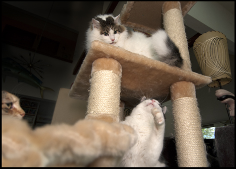 Waiting to pounce copy.jpg