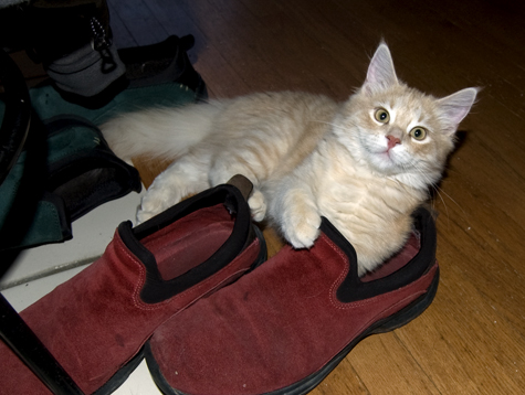 Wearing Dads Shoes b copy.jpg