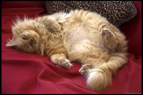 Welcome to my Belly.jpg
