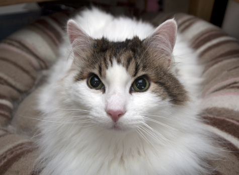 What a Face R Olson.jpg