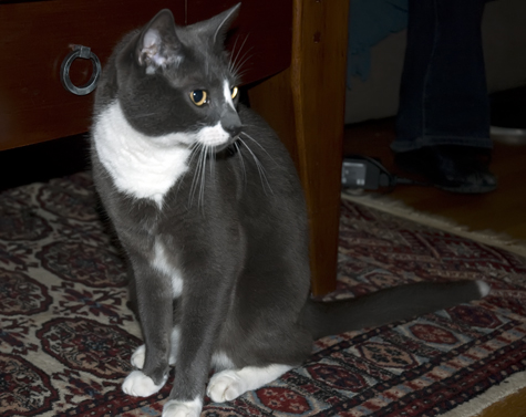 What's in that cat carrier.jpg