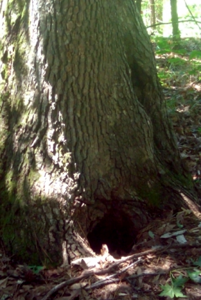 Where kittens were found.jpg