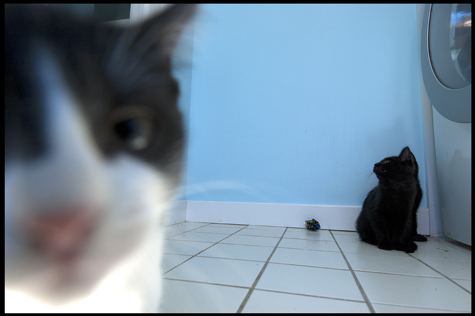 Who Goes There.jpg