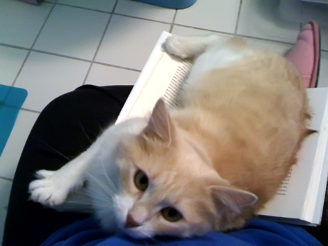 Why I cant read.jpg