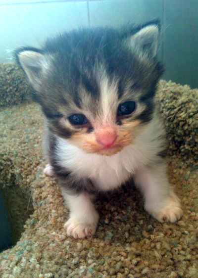 Widdle Muffin copy.jpg