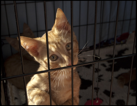 Will you adopt me.jpg
