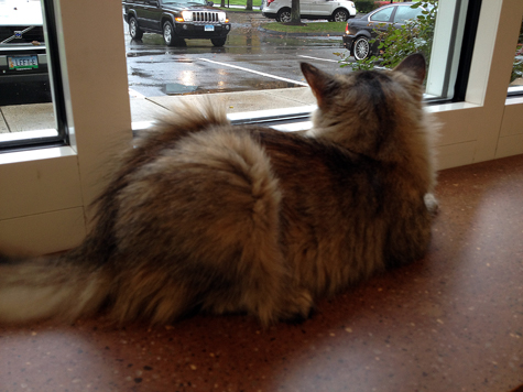 Willow at the Window.jpg