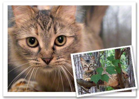 Willow before and after copy.jpg