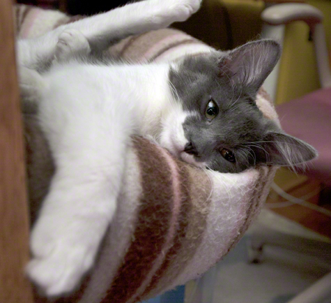 Winsome Bandit.jpg