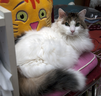 With Friskies Pillow.jpg