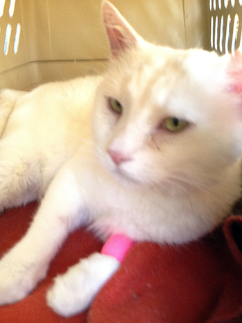 With booboo bandage.jpg