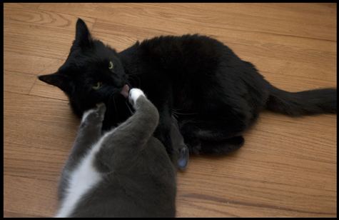 Wrestle with mama.jpg
