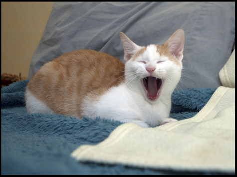 YAWN Fred.jpg