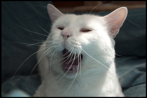 Yawning Jackson.jpg