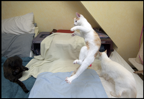Zero Gravity Fred.jpg