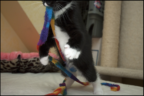 Zombie Kitten Playtime.jpg