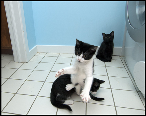 Zombie Kitten Squashes Enemy.jpg