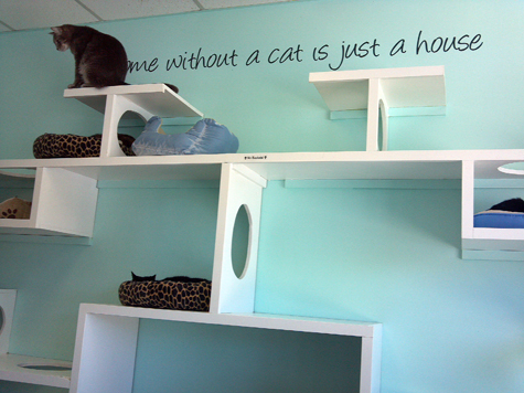 a home wihtout cats.jpg