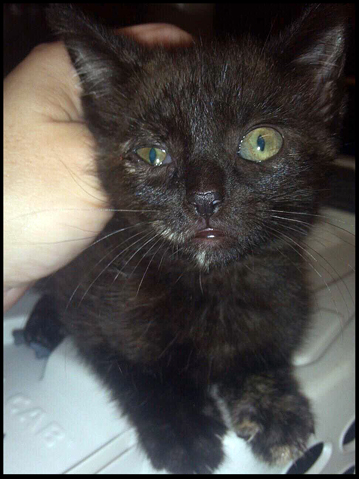 puss in s eye tortie covered in cat hair puss in s eye tortie covered in cat hair