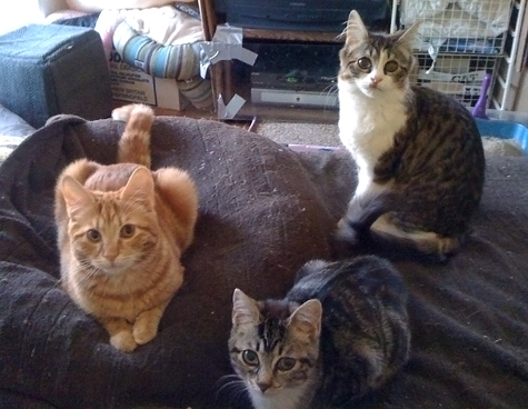 all three.jpg