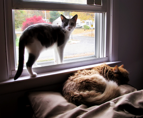 angel and tucker copy.jpg