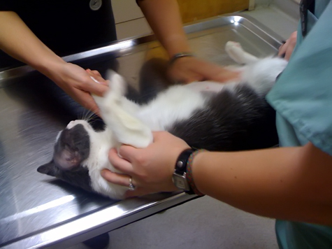 at vet.jpg