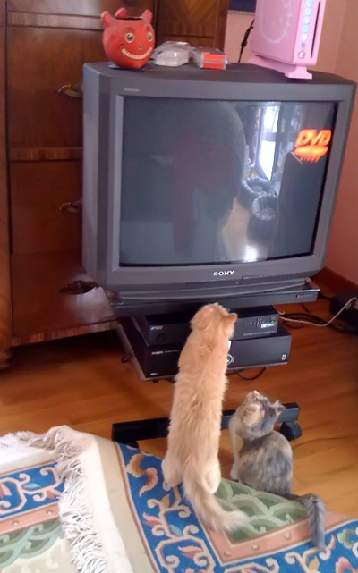 blitz and donnertv.jpg